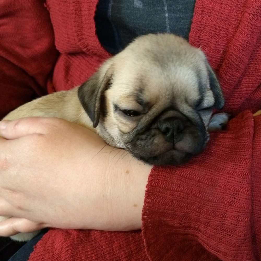 Meet your Posher, Lena